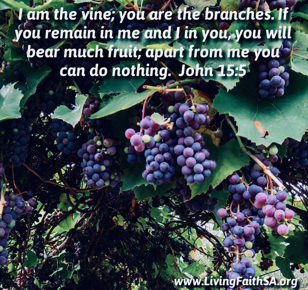 LivingFaithSA's tweet photo. #Heisthevine #Wearethebranches #RemaininHim #Heinus #Wewillbearmuchfruit #Apartwecandonothing
https://t.co/KlDhFmJi7x https://t.co/Tuw0y89YEE
