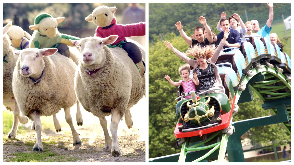 The BIG Sheep tweet media