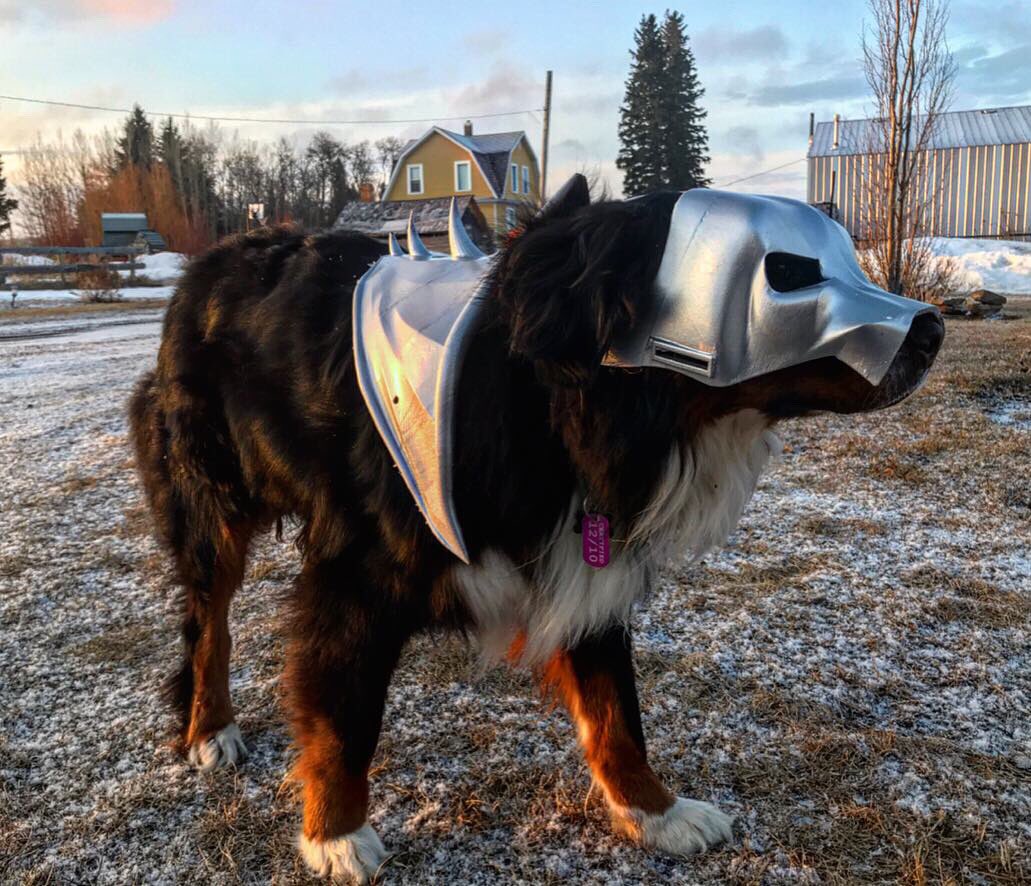 Bunsen and BEAKER on Twitter "PUPDATE ON MY BATTLE ARMOUR. IT IS