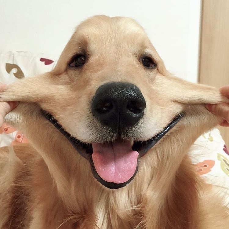 HumaneGoods's tweet image. Say CHEEEEESE! Retweet if you love dogs. 
.
 #dogsoftwitter #doglovers #dogs #dogslife #puppies #dogcare #dogtraining  #doglover #doglove #gooddog #dogownersknow #doggies #funny