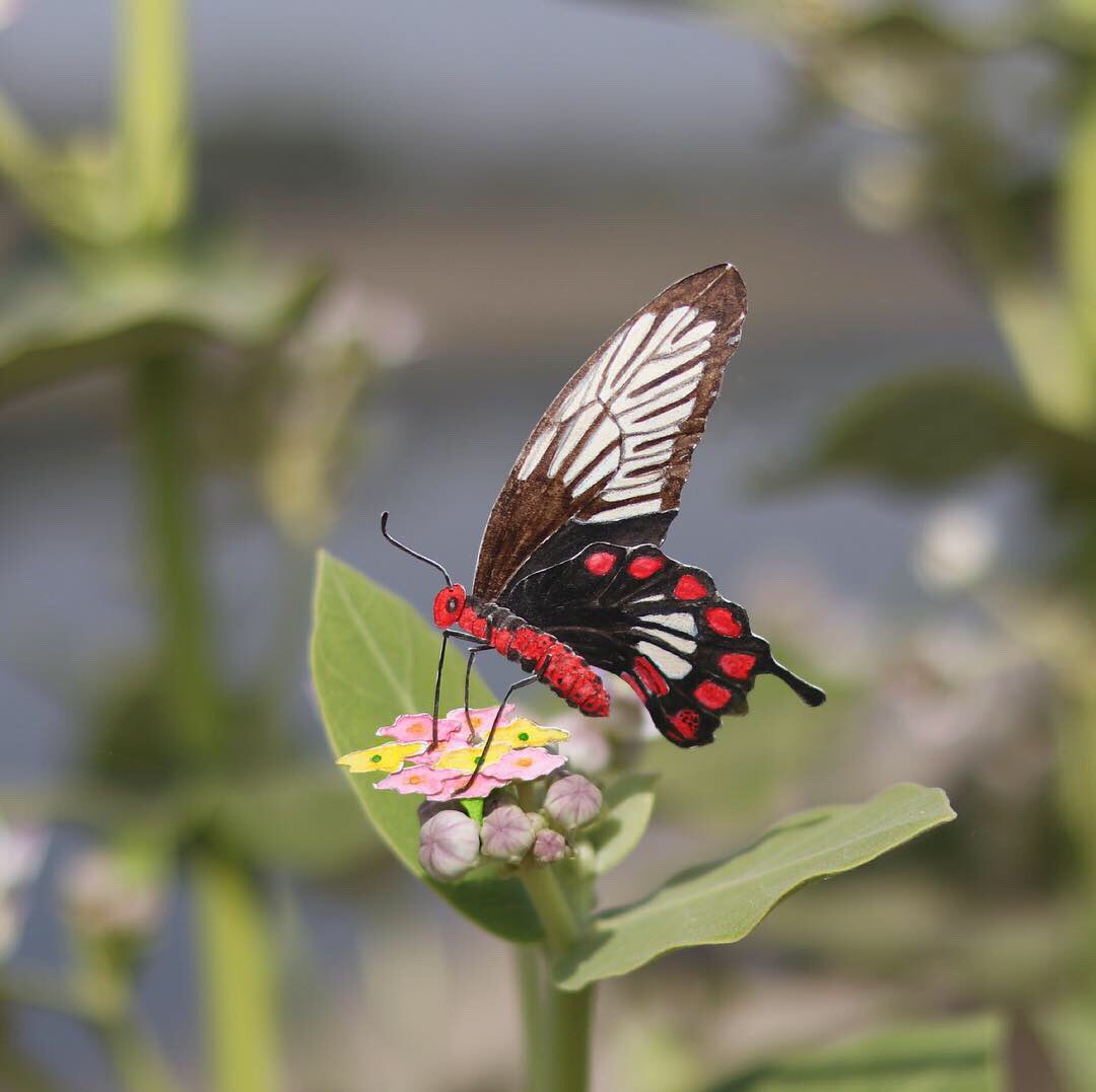 ThePaperArk's tweet photo. 456/730, Number four hundred and fifty six from our 730 Days of miniature Nature art ~ Common Rose Butterfly, our third real scale artwork ☺️.... Enjoy this beautiful guy 🦋 .
.
SAVE NATURE SAVE WORLD
#papercut #Miniature #Butterfly #commonrose https://t.co/FTMzmmV9Nk