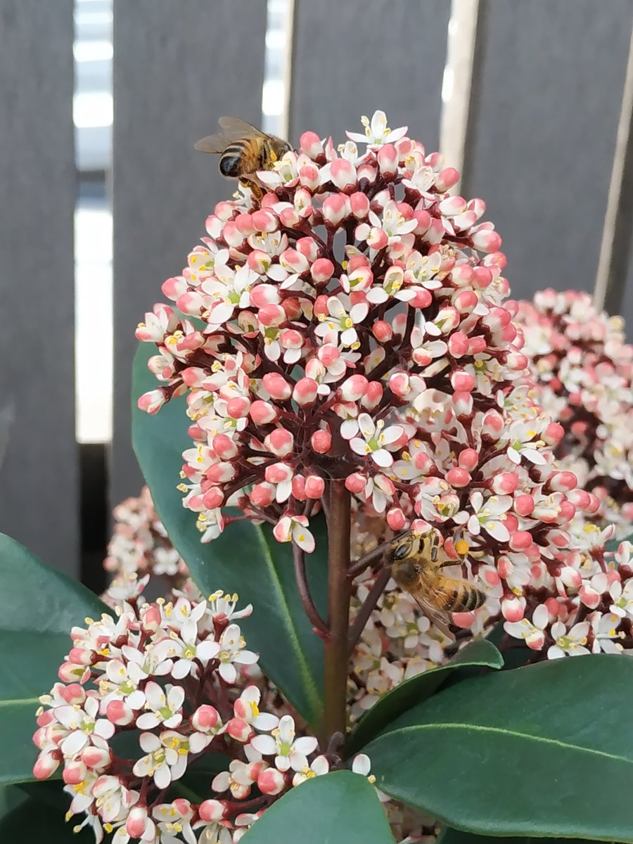 BeeBarConcept tweet media