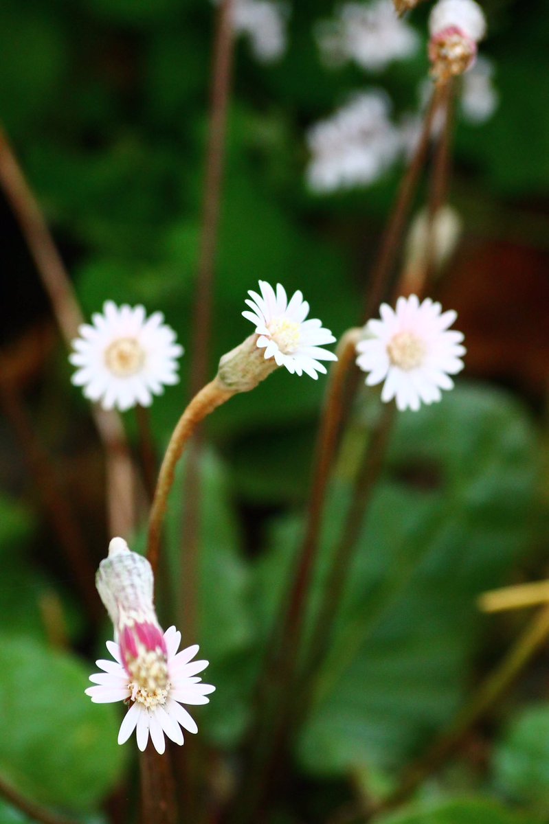 j11p43f's tweet photo. Piloselloides cordata in the Temperate House at #KewGardens! What you can see are #capitulum which are actually lots of flowers grouped together and defines the daisy family #Asteraceae! Simple and elegant.
#PlantsAreCool #Botany #BiologyIsAmazing https://t.co/w6jkgbC1Yg