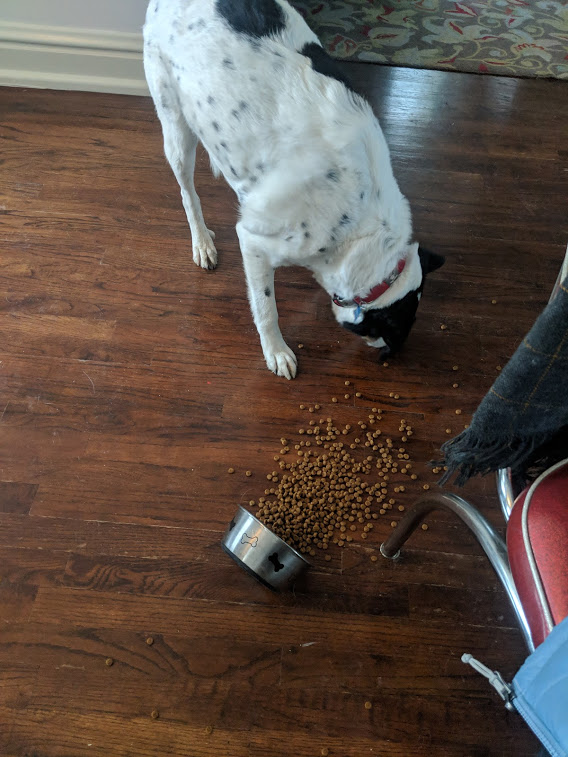 Park_LACSS's tweet photo. The newest #BarkU librarian takes his lunch break a little earlier and little messier than our other staff @ParkUniversity https://t.co/pR5rzA2njy