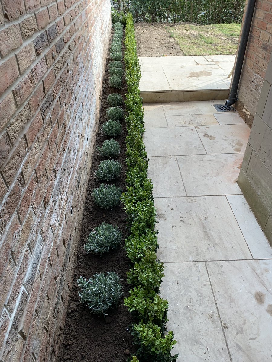 cheekyrob83's tweet image. A spot of formal planting today in Prestbury on a new build. Lavender infill with a buxus edging 🌱☘️🌿#softlandscaping #boxhedging #plants #borders #prestbury #cheshire