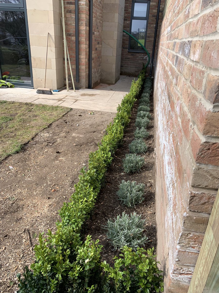 cheekyrob83's tweet image. A spot of formal planting today in Prestbury on a new build. Lavender infill with a buxus edging 🌱☘️🌿#softlandscaping #boxhedging #plants #borders #prestbury #cheshire