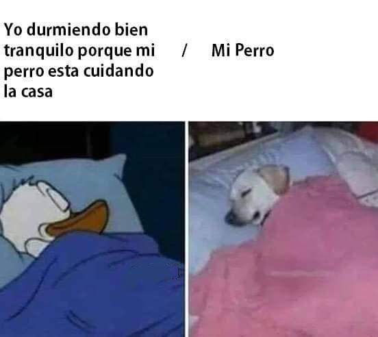 enriquefamx's tweet photo. @reconocemx Jaja, de mis favoritos este fin de semana, ¿verdad @PachitaRex? 🤣 #LunesDeMomos #LunesDeMomazos https://t.co/YrggxIvtEW