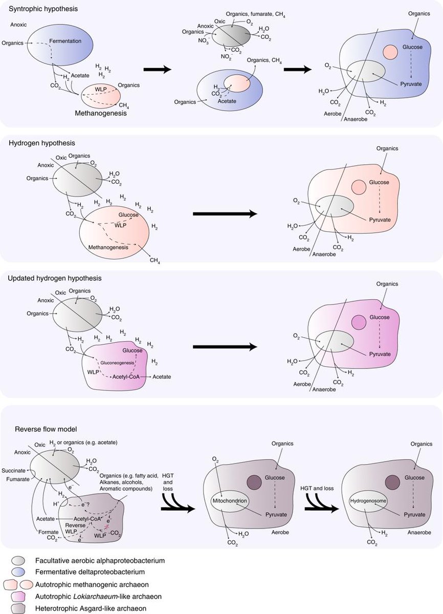 Spang et al.: Genome analyses of the Asgard #archaea propose a reverse flow model of the origin of eukaryotes involving electron or hydrogen flow from an organoheterotrophic archaeal host to a bacterial symbiont: rdcu.be/bufs2