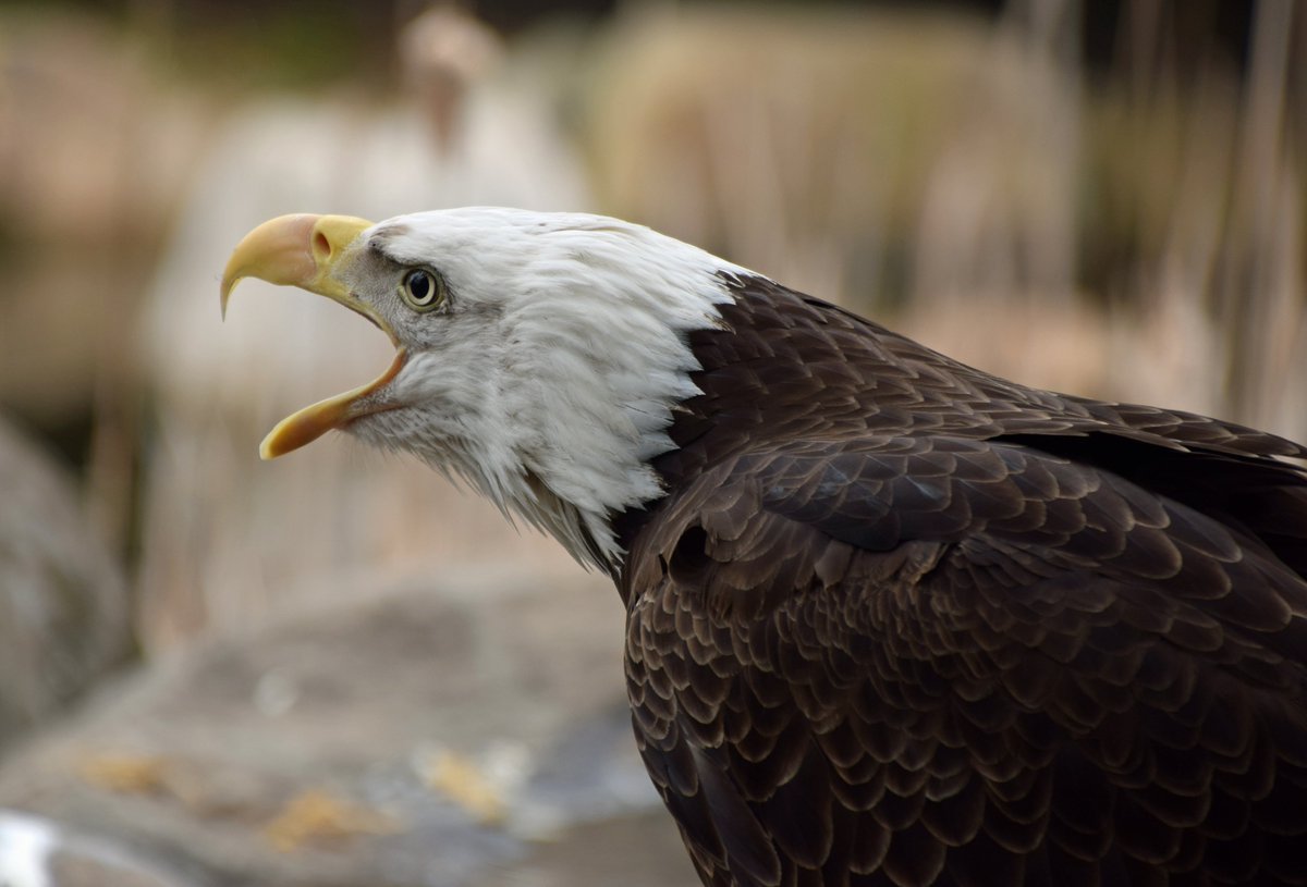 ElmwoodParkZoo's tweet photo. Screaming at the cold weather to go away so that spring can come back! 🌻

#nomorewinterplease https://t.co/ZSUKAw9fpj