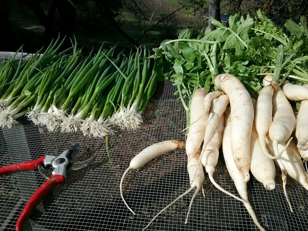 ClifFamily's tweet photo. The farm is the heart of our food program. We love checking in to see what Tessa's team is doing and harvesting. The recent rains has been great for the veggies and we're anxious to see what Chef John will whip! We update menu daily on twitter! #ClifLife https://t.co/qSp2ONCskO https://t.co/PqLeitXlHf