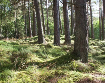 UrnaBios's tweet photo. TOP TIPS
Find out about planting the Bios Urn® in a Forest or Public Space
https://t.co/K4HPFh71Kh

#backtonature #nature #biosurn #urnebios #urnabios #BeATree #naturalburial #biodegradableurn #urnebiodegradable #urnabiodegradable #afterlife https://t.co/Z00K7REsOV