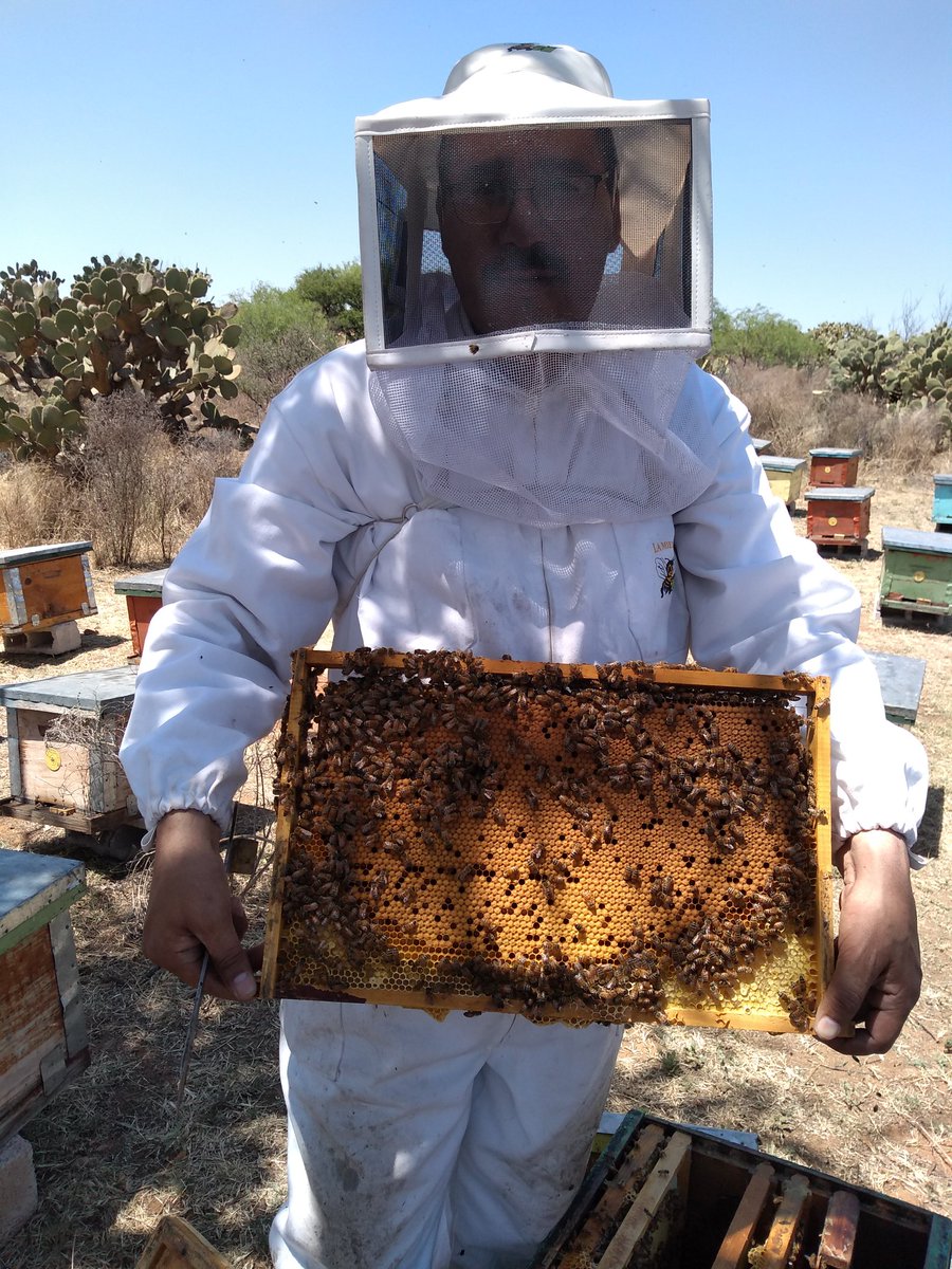 Toma de muestra de abejas y visita de revisión para atender la solicitud de obtención de constancia de calidad sanitaria para productores de núcleos y paquetes de abejas en el municipio de Miguel Auza, Zacatecas de la SPR. de RL. "Nachito Mieles"
m.facebook.com/story.php?stor…