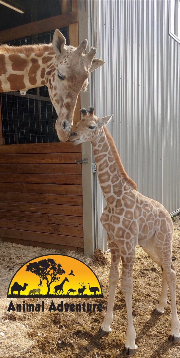 April The Giraffe tweet media
