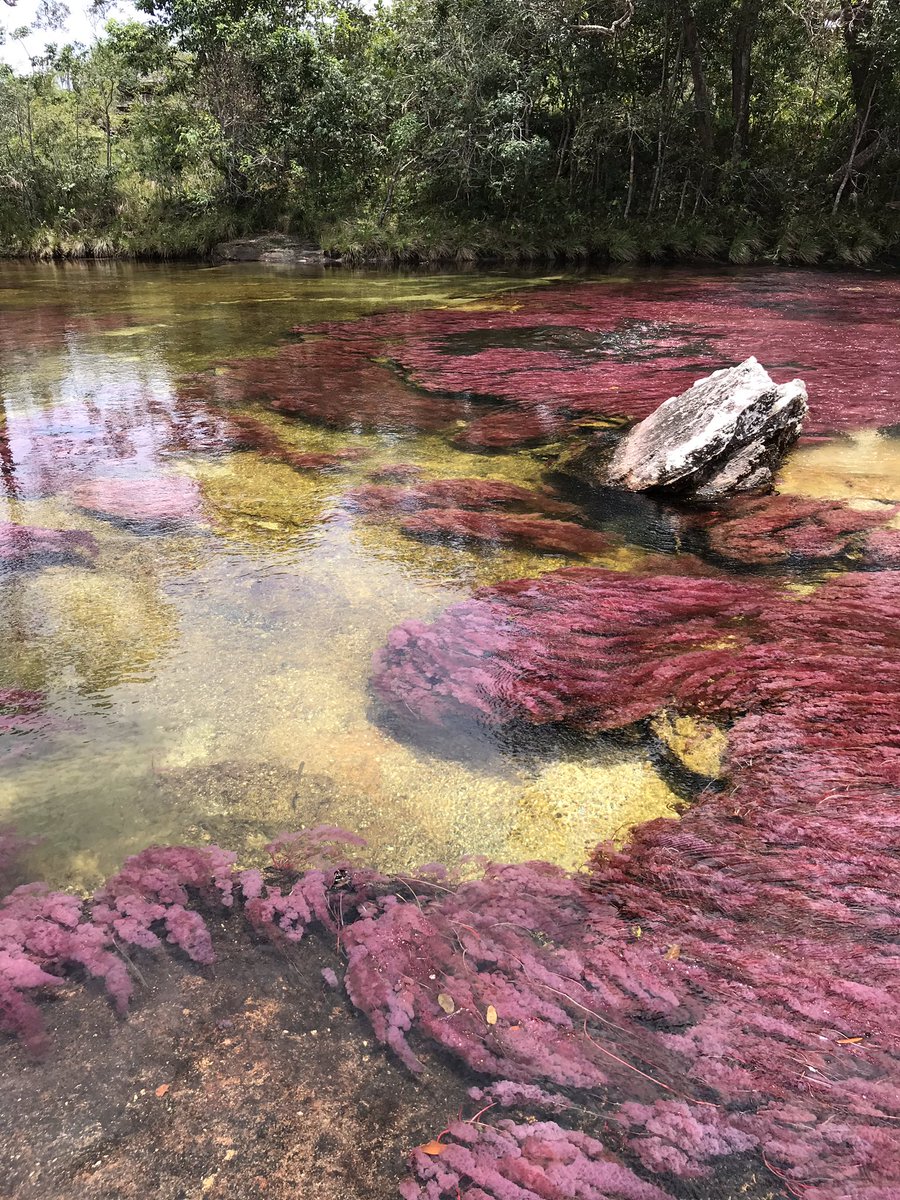 キャノクリスタレス
