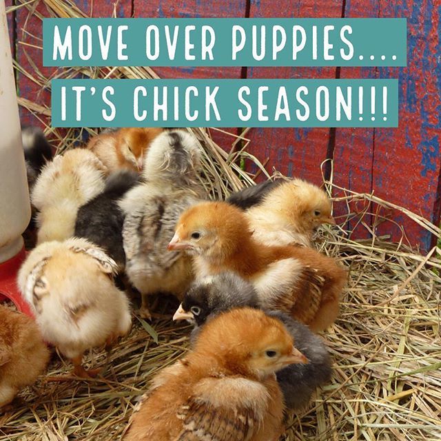 CoopCrate's tweet photo. Sorry puppies it’s chick season!! Get ready for everyone’s feeds to fill with baby chick photos including mine 😂😂❤️ #chicks #babychicks #chickseason #backyardflock #cluckcluck https://t.co/GnDHEPhidP https://t.co/6x8vyi55XJ
