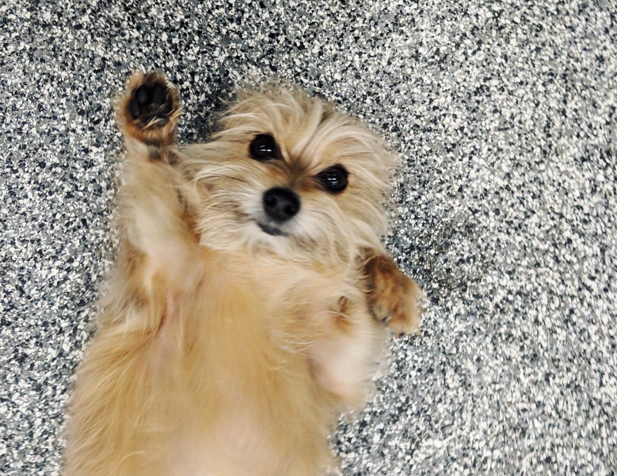 PawCommons's tweet image. It is me, the April Fool! My demand of belly rubs must be met! ❣️
.
.
. What does your pup do for belly rubs?
.
.
.
.
#dog #dogs #doggydaycare #sandiego #baypark #hillcrest #encinitas #gilbert #california #cali #arizona #kissmypaws #pawcommons #aprilfools #terrier #silly