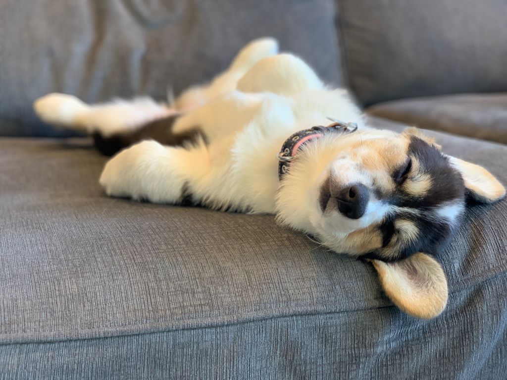 snocorgi's tweet photo. Is there anything better than a couch nap in the middle of the day? #no #couchnaps #bestnaps #corgi #corgipuppy https://t.co/NexwojgysZ