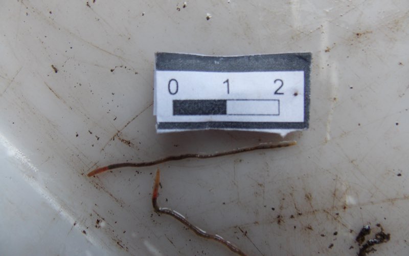 wormscience's tweet photo. Amazing - over 9000 earthworms studied!! Did you know #WorldWormWeek has been tried in every (non-ice) continent - special thanks to my amazing colleagues @INIA_UY - look at these colourful earthworms from under notill corn in Uruguay!! @Rothamsted https://t.co/6mvR2F4OBV