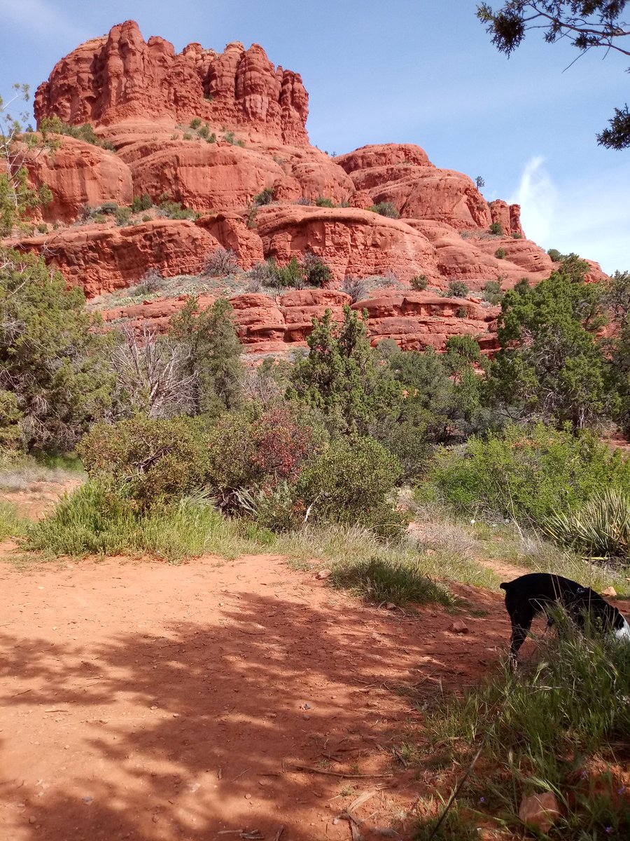 Bruno_Nichols's tweet photo. The daddies and i have differing opinions on what makes for great sight seeing. #PuppyPriorities #IfYouLoveSomethingPeeOnIt #AndWereDoneHere https://t.co/58kGnTM9vK