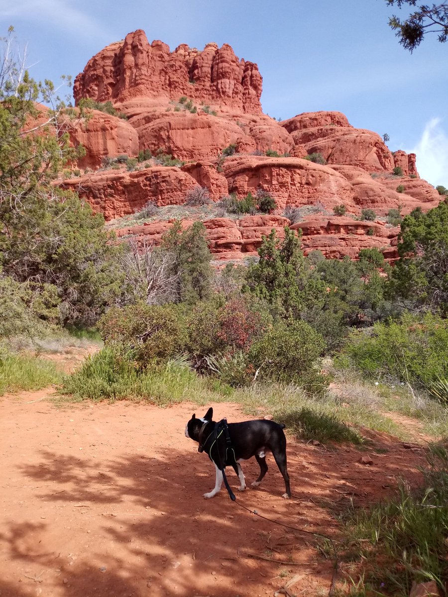Bruno_Nichols's tweet photo. The daddies and i have differing opinions on what makes for great sight seeing. #PuppyPriorities #IfYouLoveSomethingPeeOnIt #AndWereDoneHere https://t.co/58kGnTM9vK
