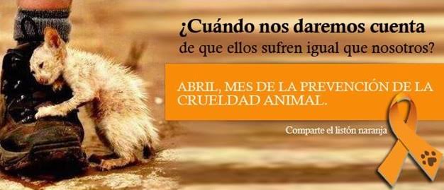 GaticosG's tweet photo. Un mes para sensibilizarnos y poner un granito de arena para que menos animales sigan sufriendo. 

#lazonaranja #noalmaltratoanimal #goorangeforanimals  #stopanimalcruelt #abril https://t.co/ZXhytcLROv