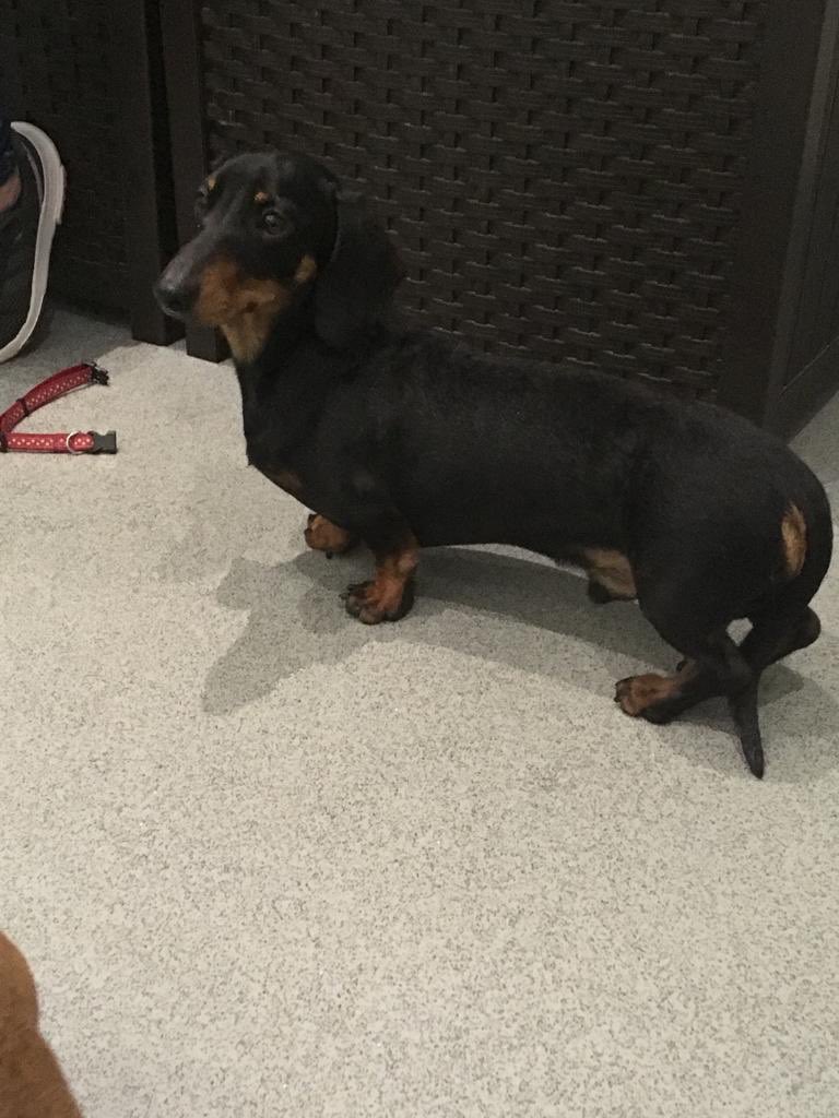 FootFallsPhysio's tweet photo. It’s a family affair! Frankie came to us for a puppy swim and was brought in by dad Harry and mum Ruby. 
She was a little superstar in the pool with our hydrotherapist, Olivia. https://t.co/czmqYz3HRk