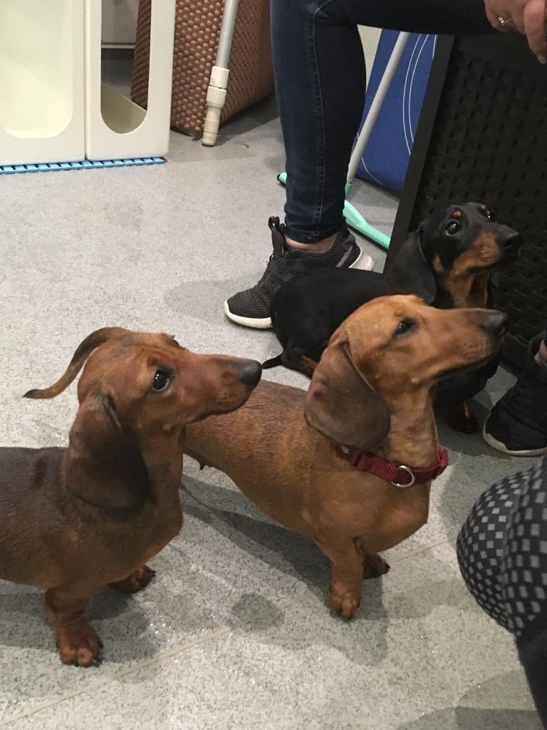FootFallsPhysio's tweet photo. It’s a family affair! Frankie came to us for a puppy swim and was brought in by dad Harry and mum Ruby. 
She was a little superstar in the pool with our hydrotherapist, Olivia. https://t.co/czmqYz3HRk