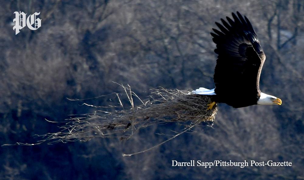 PittsburghPG's tweet photo. These photos of a bald eagle carrying nesting material over the Hazelwood Green site are something else. 🦅😍 https://t.co/aGDnpXpvZo
