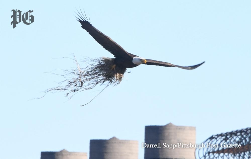 PittsburghPG's tweet photo. These photos of a bald eagle carrying nesting material over the Hazelwood Green site are something else. 🦅😍 https://t.co/aGDnpXpvZo