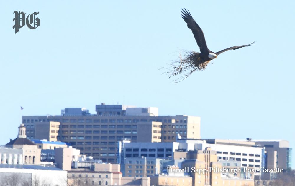 PittsburghPG's tweet photo. These photos of a bald eagle carrying nesting material over the Hazelwood Green site are something else. 🦅😍 https://t.co/aGDnpXpvZo