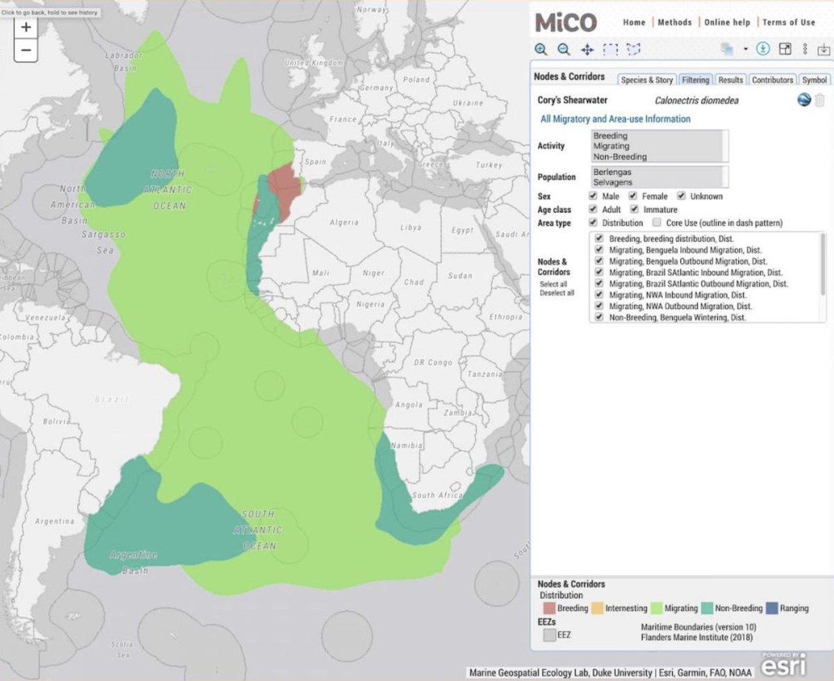 ExploreMiCO's tweet photo. If you're at #IGC2 #BBNJ, our side event w/ @unepwcmc is starting! 

1:15-2:30pm EST in Conference Rm12 on “Connectivity: a critical consideration in global ocean governance”

 MiCO is here! https://t.co/qAvWvrwZKW

#ExploreMiCO #migconnectivity #sciencetopolicy https://t.co/aSTWOkq8xK