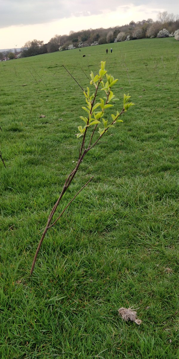 FriendsofKingAl's tweet image. Hooray! The trees are beginning to grow! 😁#treesforcities #LeedsCityCouncil #NPower #kingalfredsfield #Moortown