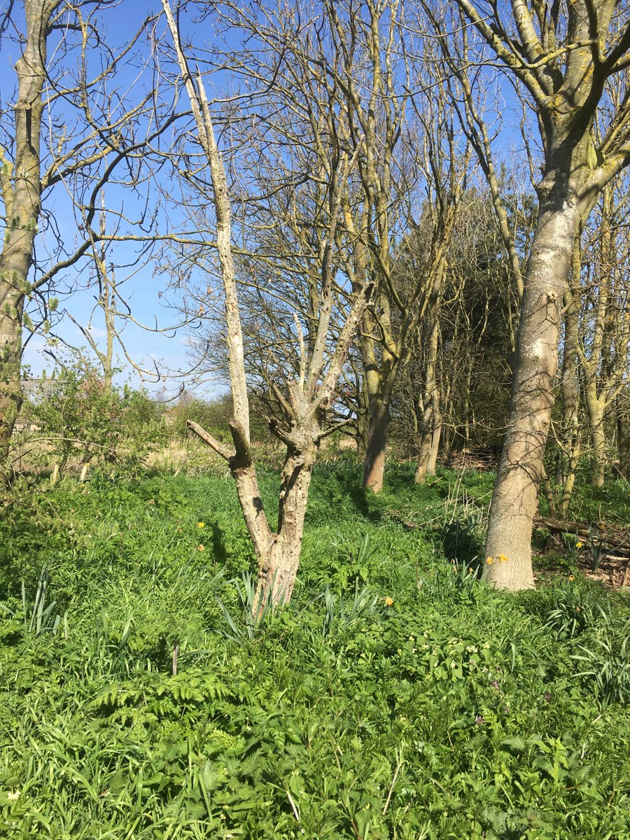 GreenwillowsLtd's tweet photo. This tiny bit of standing deadwood at @GreenwillowsLtd office was buzzing full of insects today. Shows the importance of even micro pieces of habitat like this and the benefits of resisting the urge to 'tidy up' gardens. https://t.co/xJYTtHnys4
