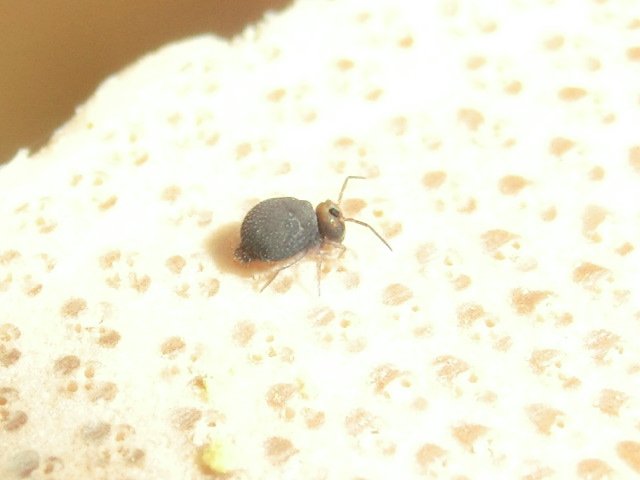 風信子 かのこ なんかtlがマルトビムシ ブームみたいなので便乗 体長1 ぐらい 昆虫 トビムシ マルトビムシ