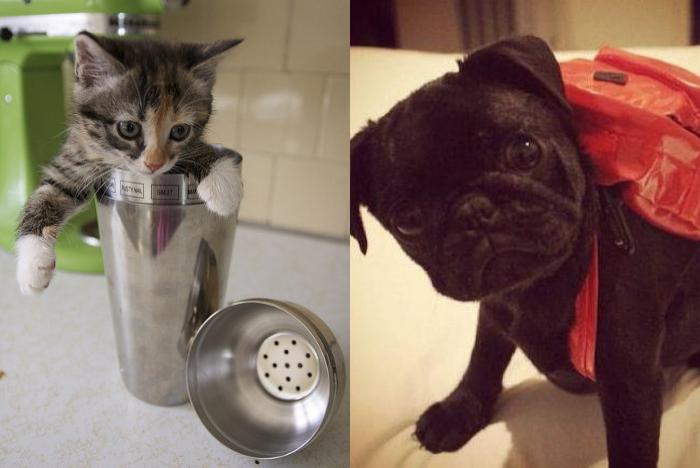 CatOrDogCute's tweet photo. Who is more cute - #kitten or #puppy? #dog #catordog #cat #meow #pets https://t.co/dEnvNIhMVJ