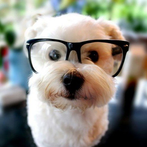 DogLoveTime's tweet photo. https://t.co/UIt3hYN9o0