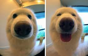 DogLoveTime's tweet photo. https://t.co/MhRwKgweST