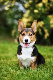 DogLoveTime's tweet photo. https://t.co/C27Hbkm1FS