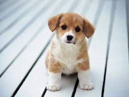 DogLoveTime's tweet photo. https://t.co/C27Hbkm1FS