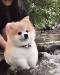DogLoveTime's tweet photo. https://t.co/E210zKyO3q