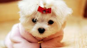 DogLoveTime's tweet photo. https://t.co/E210zKyO3q