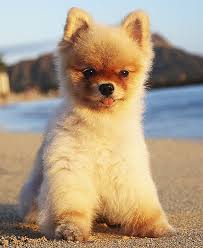 DogLoveTime's tweet photo. https://t.co/E210zKyO3q