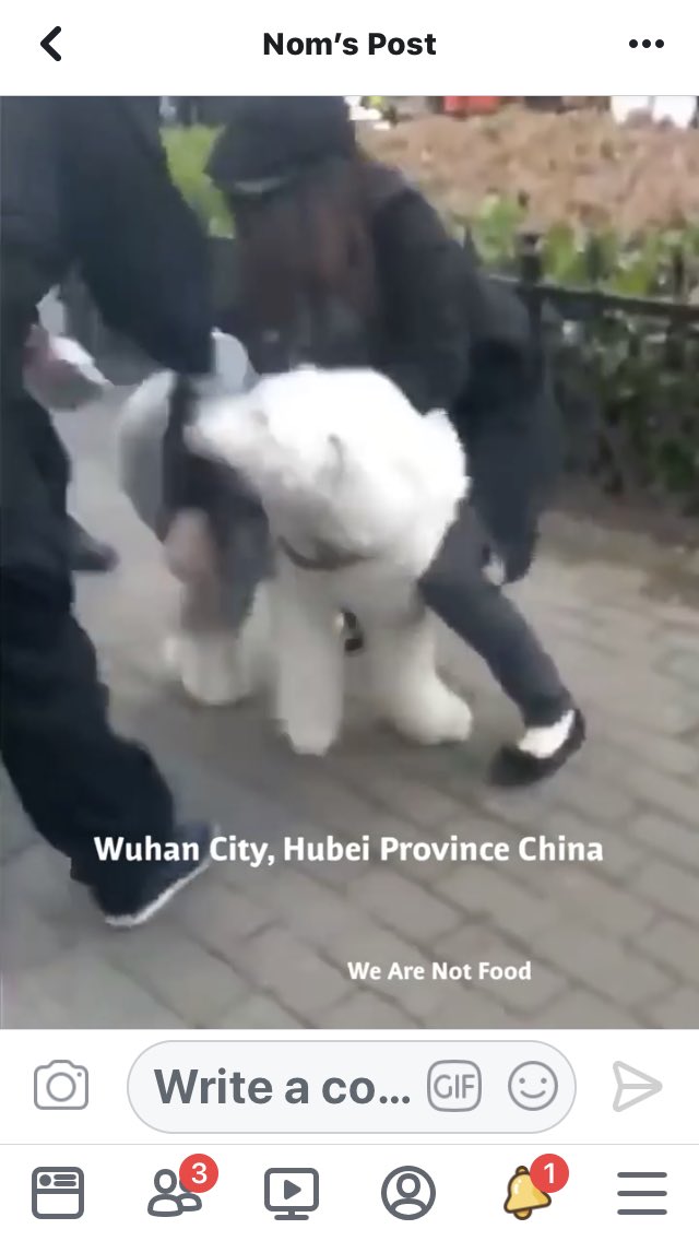 Lanaroske1's tweet photo. @EevaPaavilainen @UN @antonioguterres
STOP the #Dogcull in #Wuhancity #China
Again you sit back and do nothing🤔
This is a crime against animals and a crime against humanity‼️A disgrace‼️WAKE UP and do something to stop this #AntonioGuterres
Develop #animalwelfarelaws #China https://t.co/KqAnJioGhE