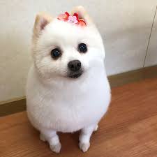 DogLoveTime's tweet photo. https://t.co/cHoMm31Q1f