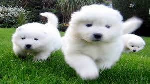 DogLoveTime's tweet photo. https://t.co/cHoMm31Q1f