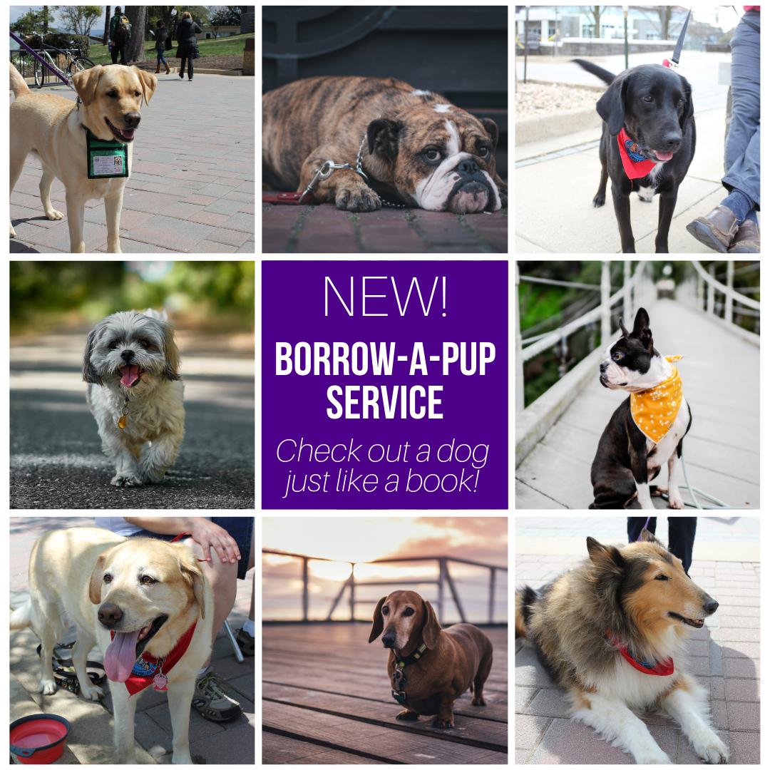 JMUlibraries's tweet photo. We are so excited to be able to offer this new service to the students of JMU! 🐶 As you know, we have some therapy dogs come around once in a while, but we're now able to provide their comfort all year!

Stay tuned for introductions to the newest members of our collection 😉 https://t.co/KmyByJaeWl