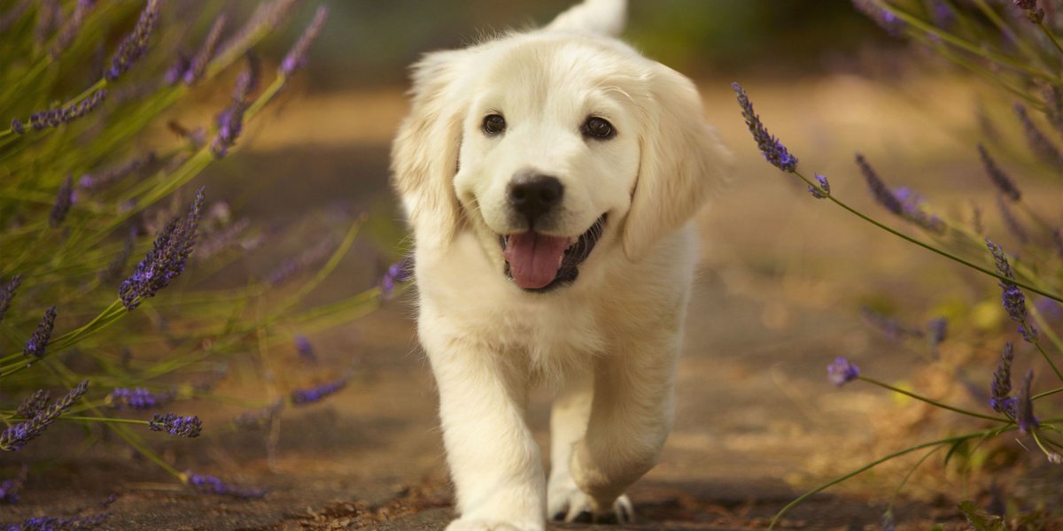 DogLoveTime's tweet photo. https://t.co/sc1rSx5GUQ