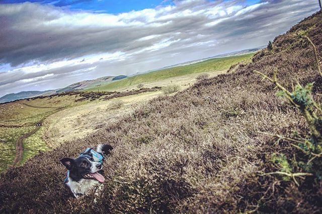 TheStrongBear1's tweet photo. At home in the heather 🌿🦁🌿
.
.
.
.
.
.
#dog #dogsofinstagram #bordercollie #heather #hills #hillwalking #clouds #sky #distance #horizon #landscape #nature #happy #cloudy #bestfriend #adventure #photography #animal  #scotland #scottish #Scotlandthegre… https://t.co/MxoEJGKZ2m https://t.co/uT6ik6QN4x