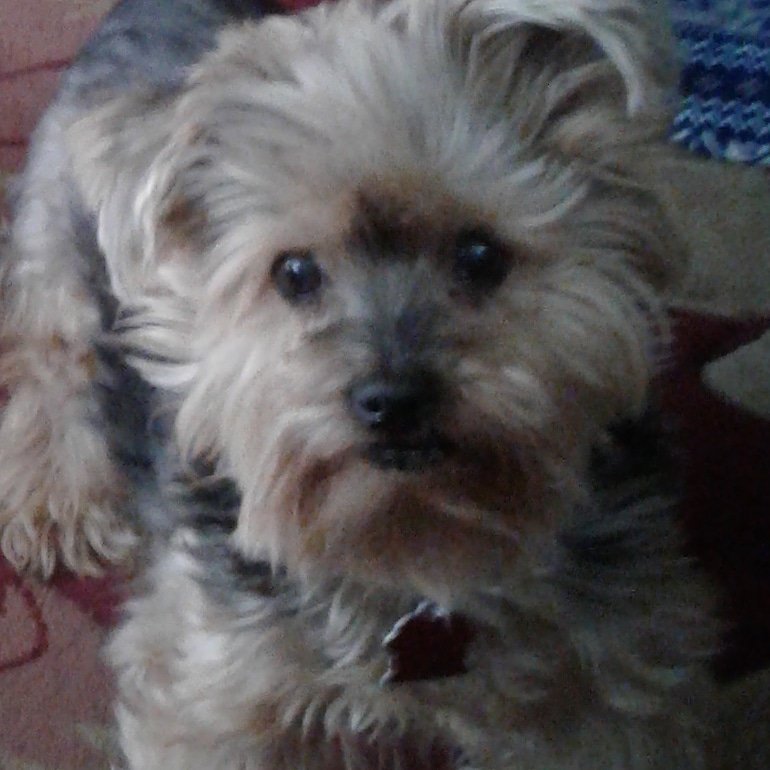 _sunspot's tweet photo. @JohnELTenney Zoe loves you #OldManTenney https://t.co/PGQg3J6NvK