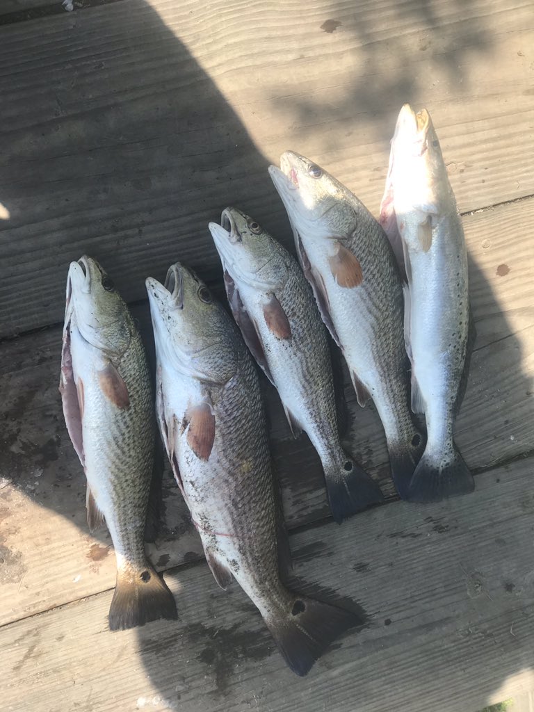 trappjoe1's tweet image. 🐍🐍🔥